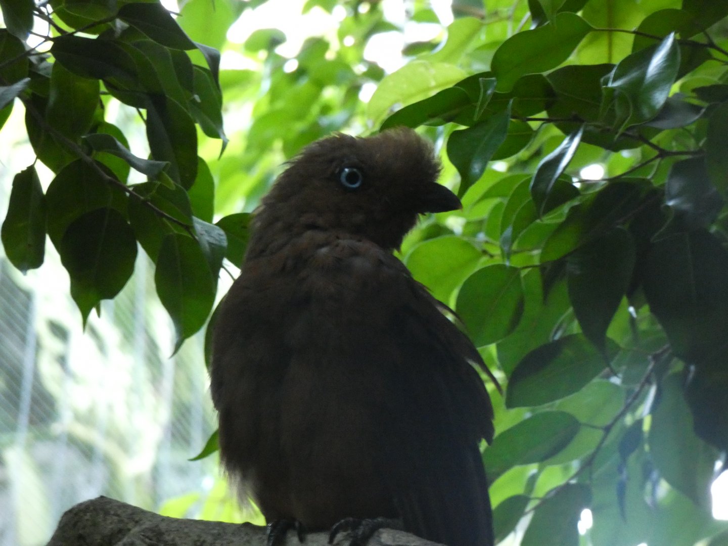 Cock of the rock ID? - San Diego Zoo