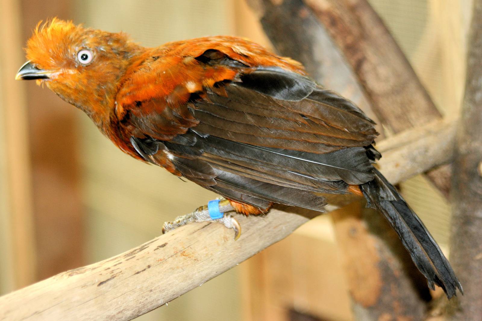 Cock-of-the-rock; RSCC; 31st July 2015