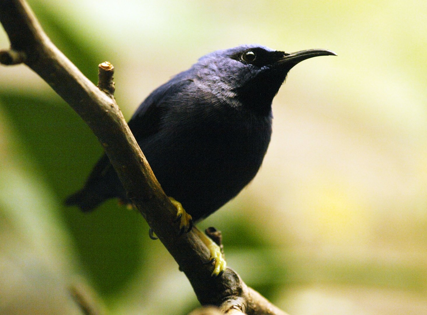 Cock purple honeycreeper