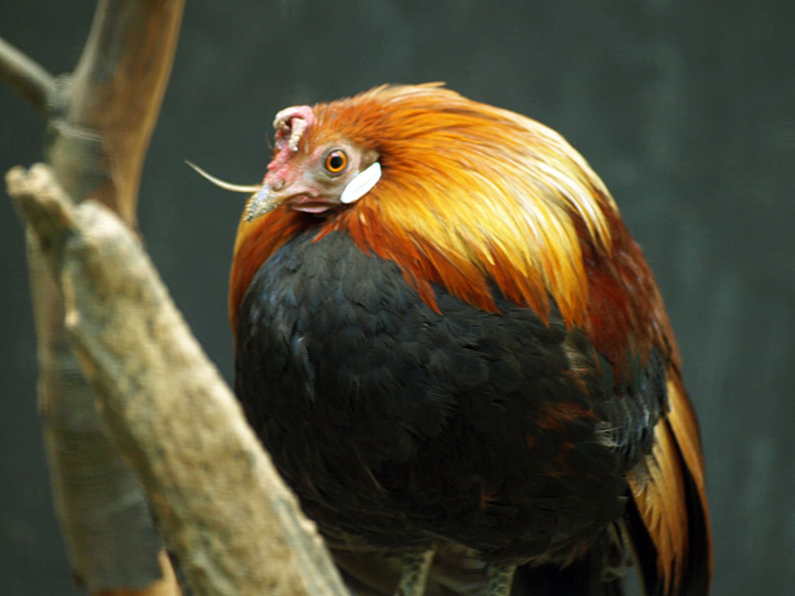 Cock Red Junglefowl
