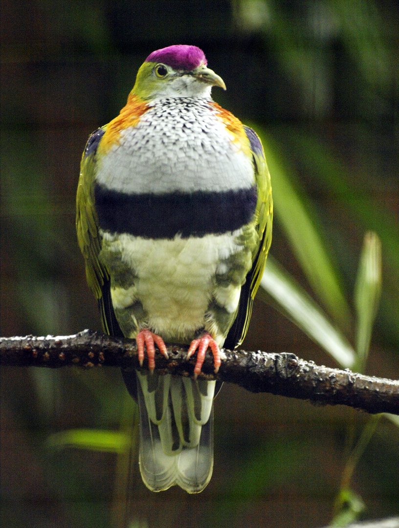 Cock superb fruit dove