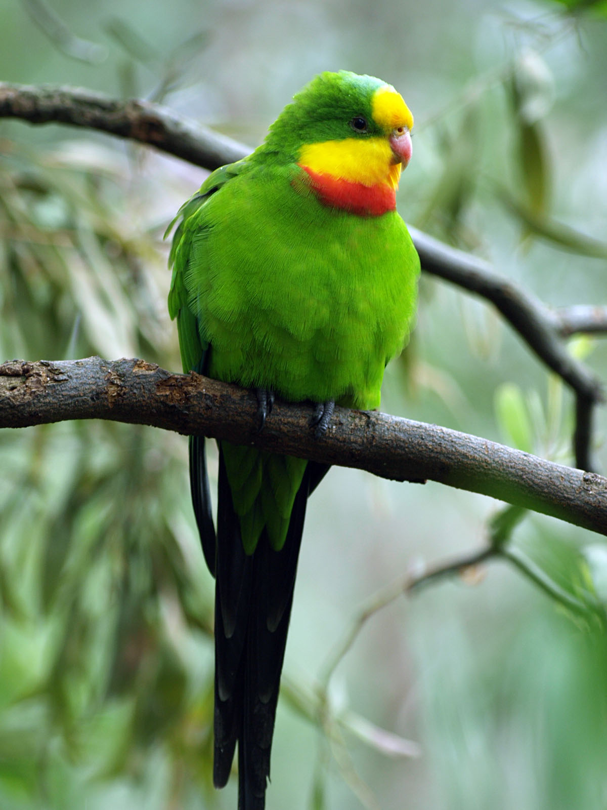 Cock Superb parrot