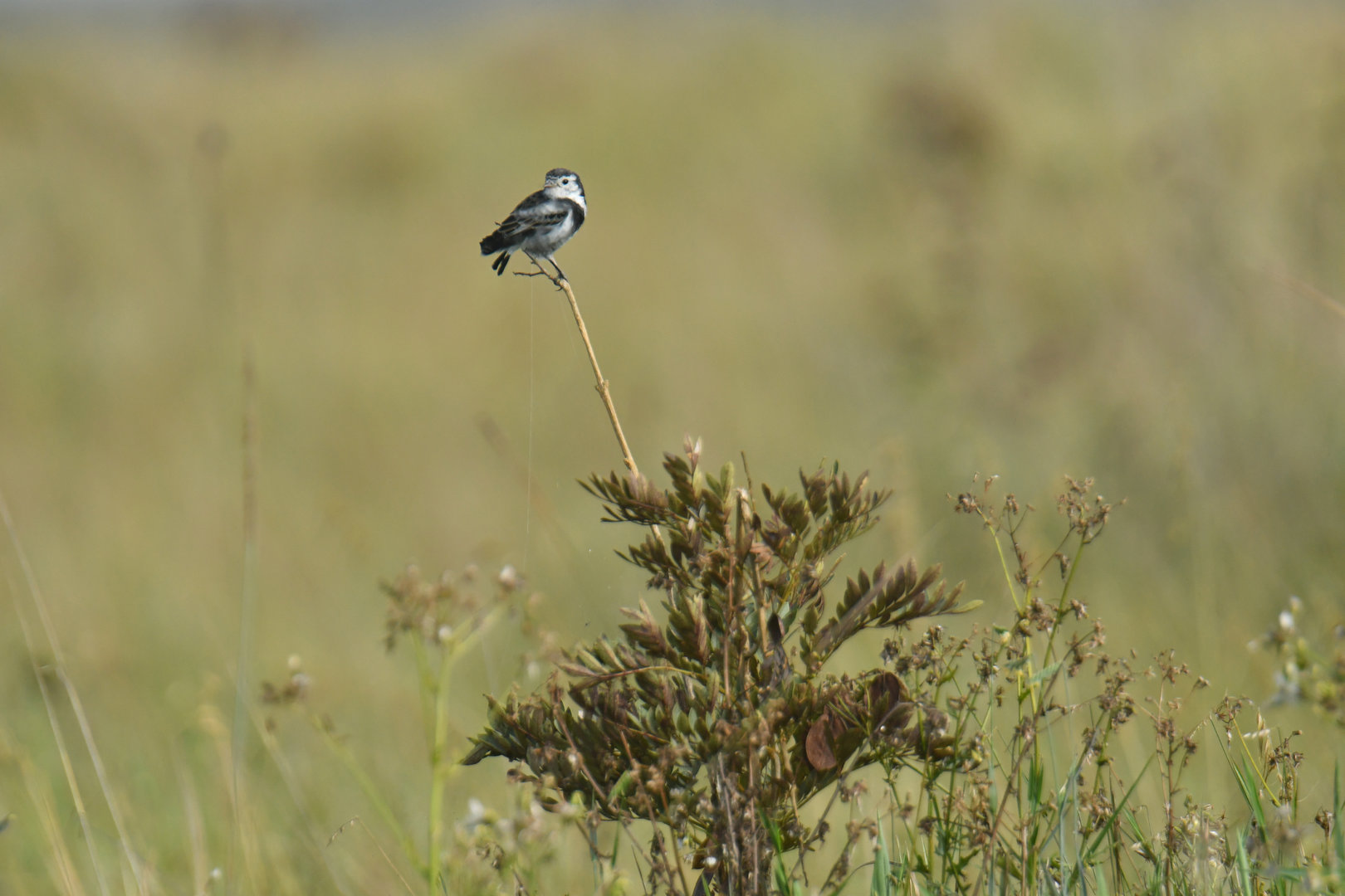 Cock-tailed Tyrant Alectrurus tricolor