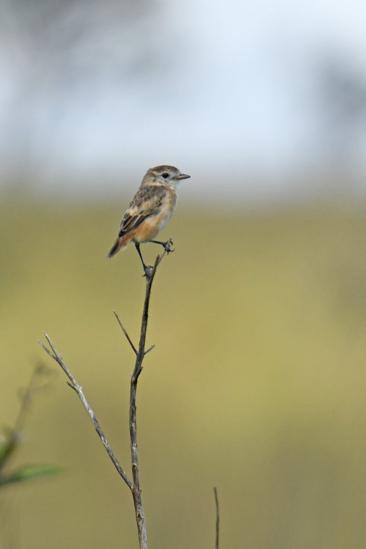 Cock-tailed Tyrant Alectrurus tricolor