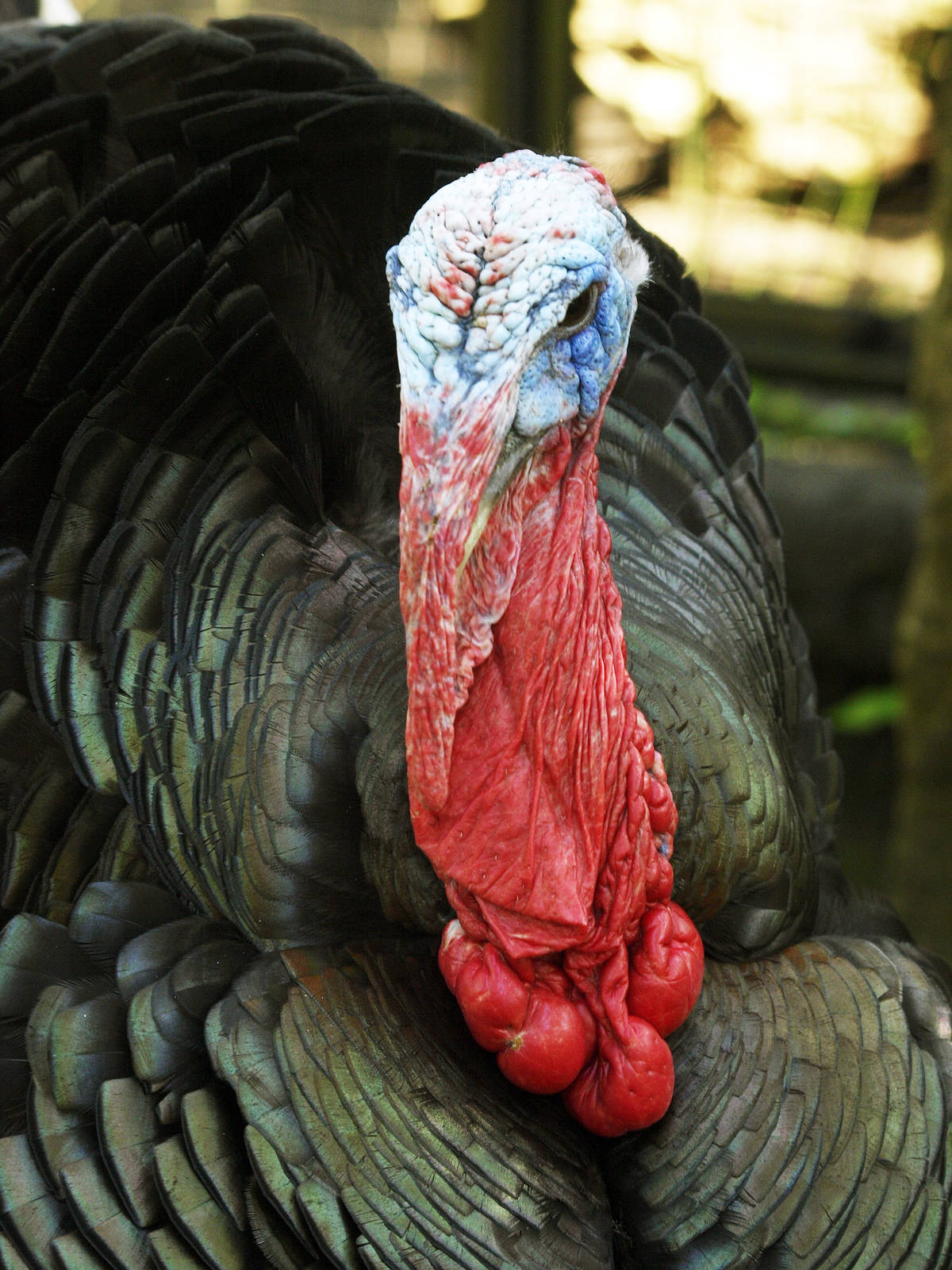 Cock turkey - freerange