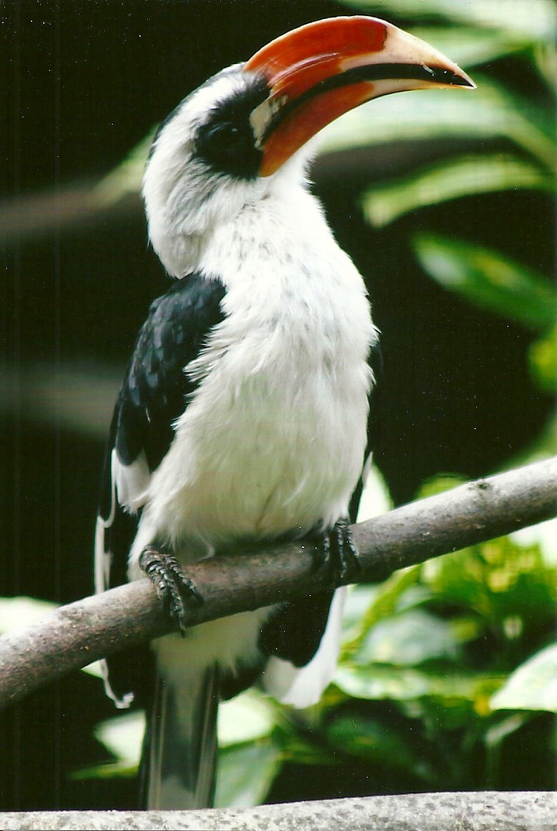 Cock Von der Decken's Hornbill 13th September 2012