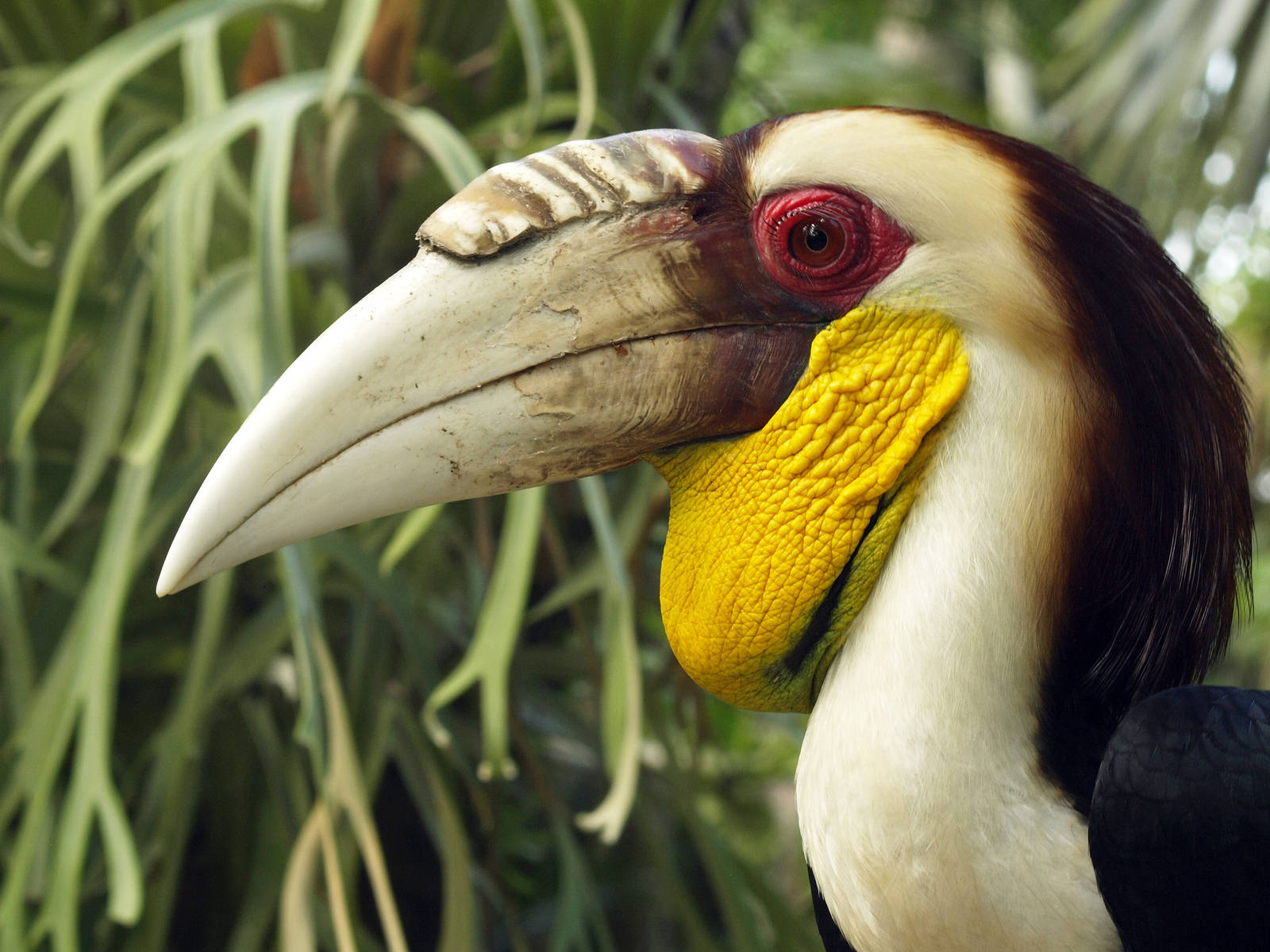 Cock Wreathed hornbill