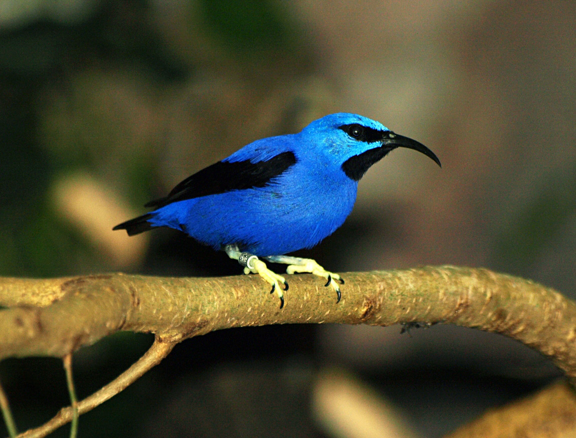 Cock Yellow-legged Honeycreeper