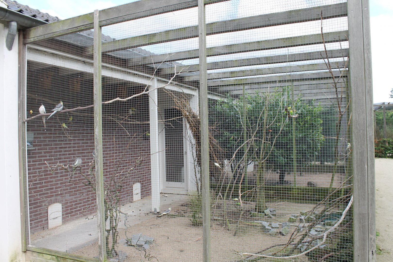 Cockatail - Budgie aviary