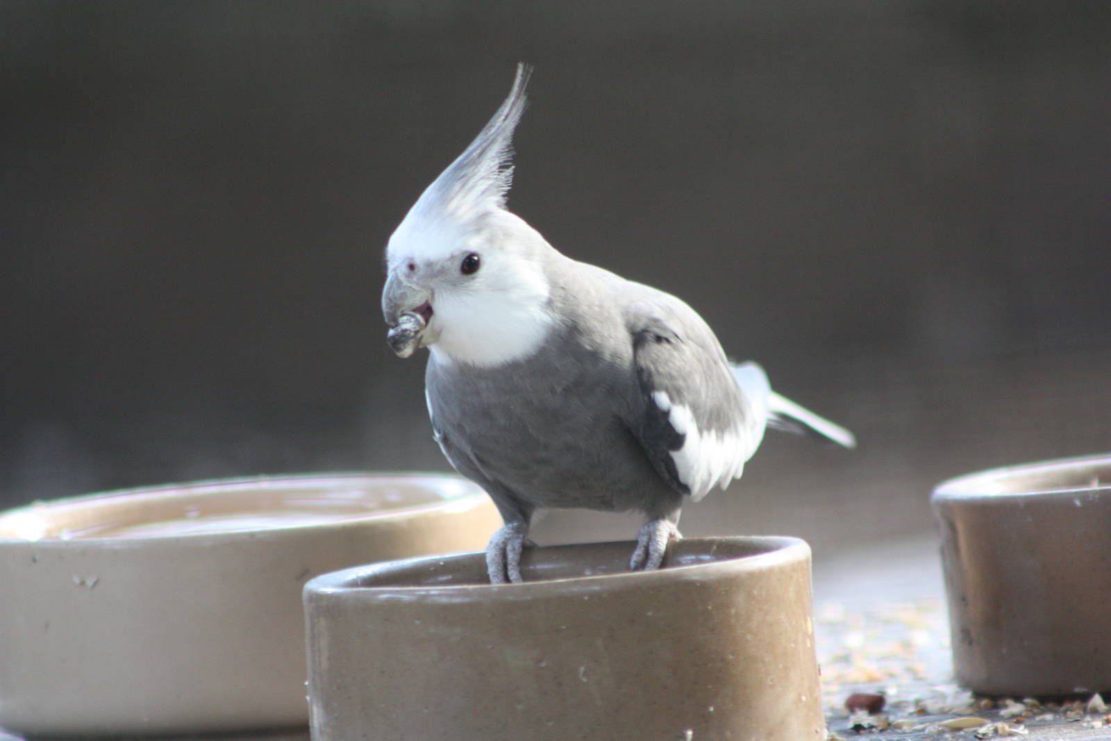 Cockatiel, 28th September 2014