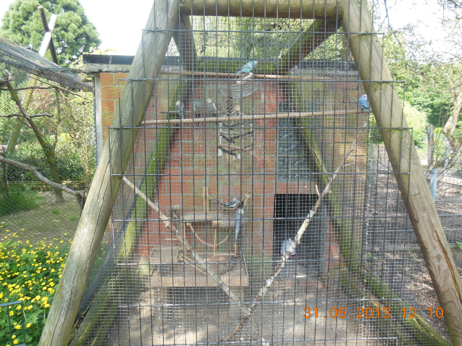 Cockatiel and budgie aviary