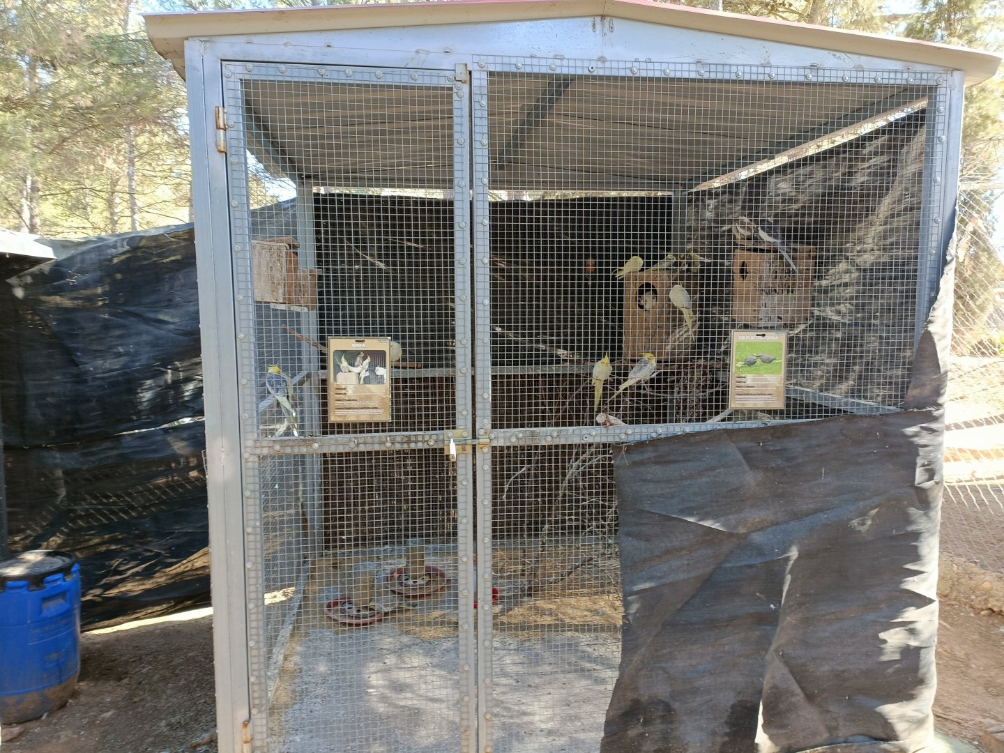 Cockatiel and California quail exhibit - Bioparque La Rocha