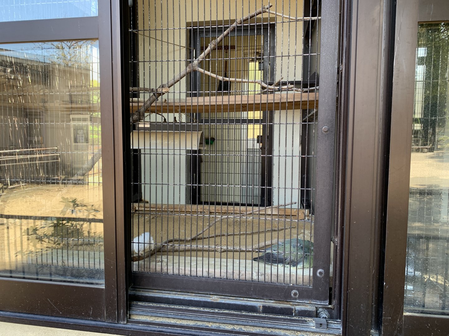 Cockatiel and Japanese Green Pigeon (Himeji City Zoo)