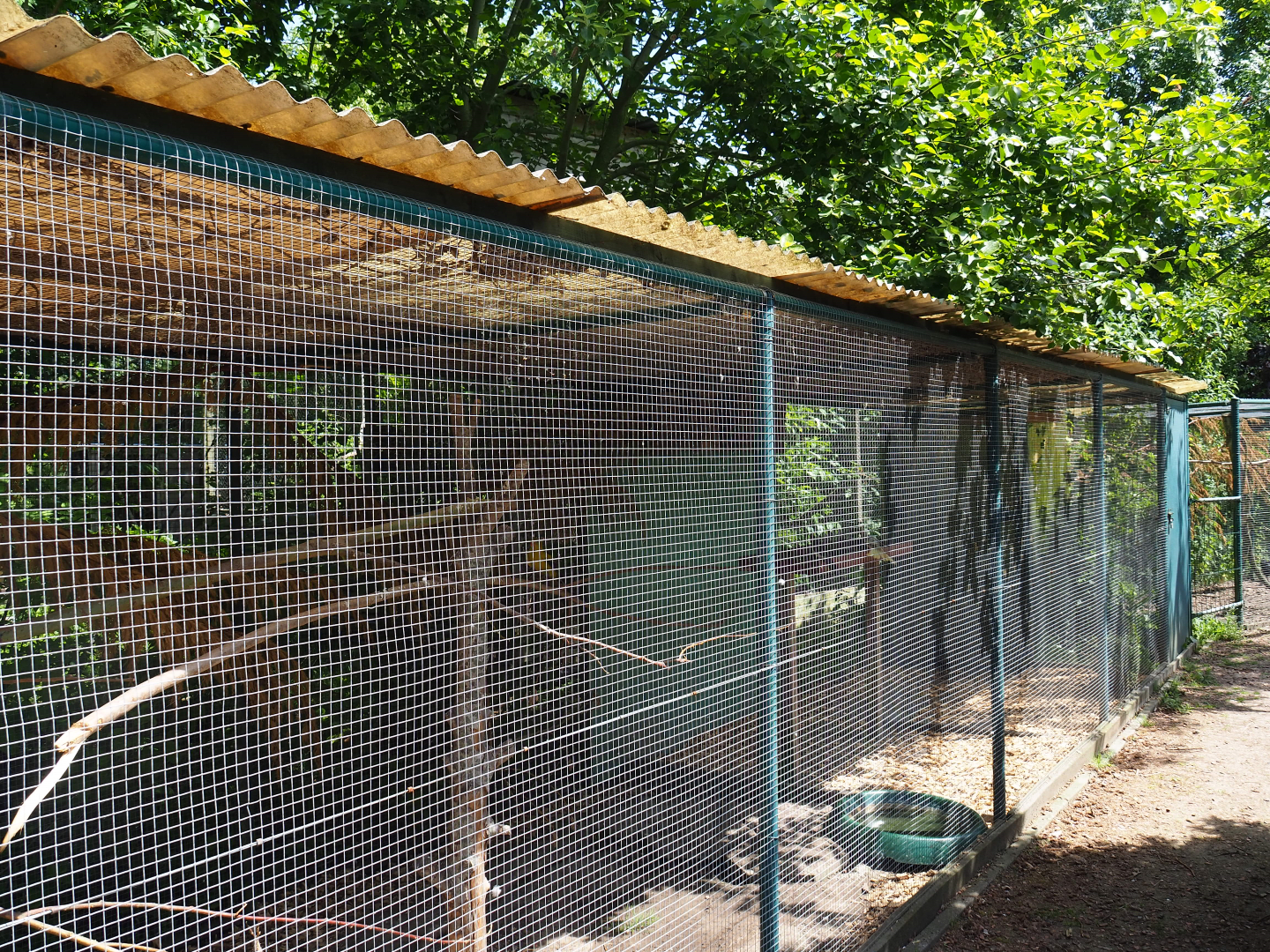 Cockatiel and Regent parrot aviary, 2019-06-01