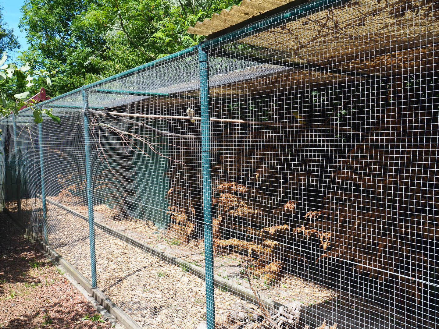 Cockatiel and Regent parrot aviary, 2019-06-01