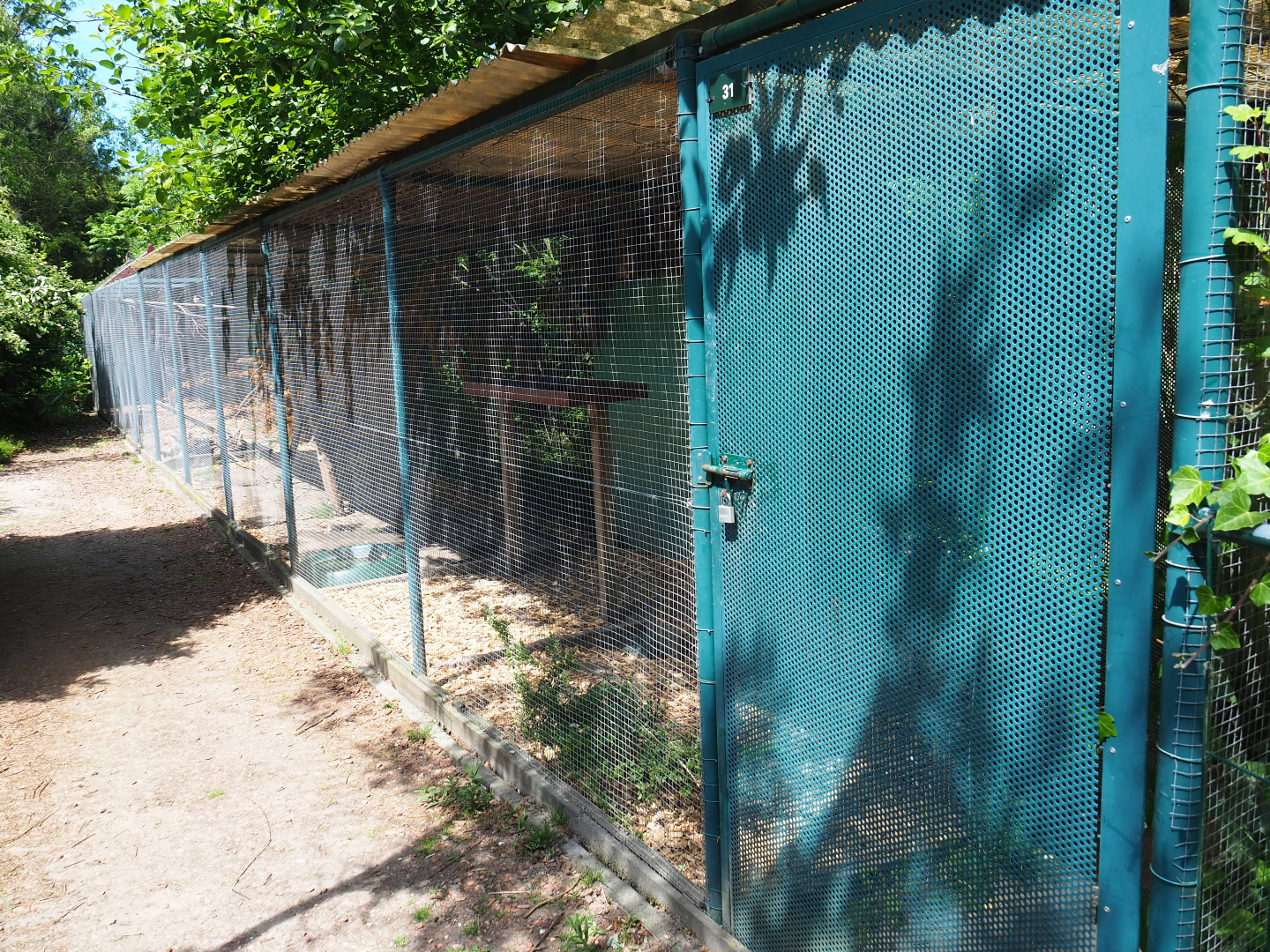 Cockatiel and Regent parrot aviary, 2019-06-01