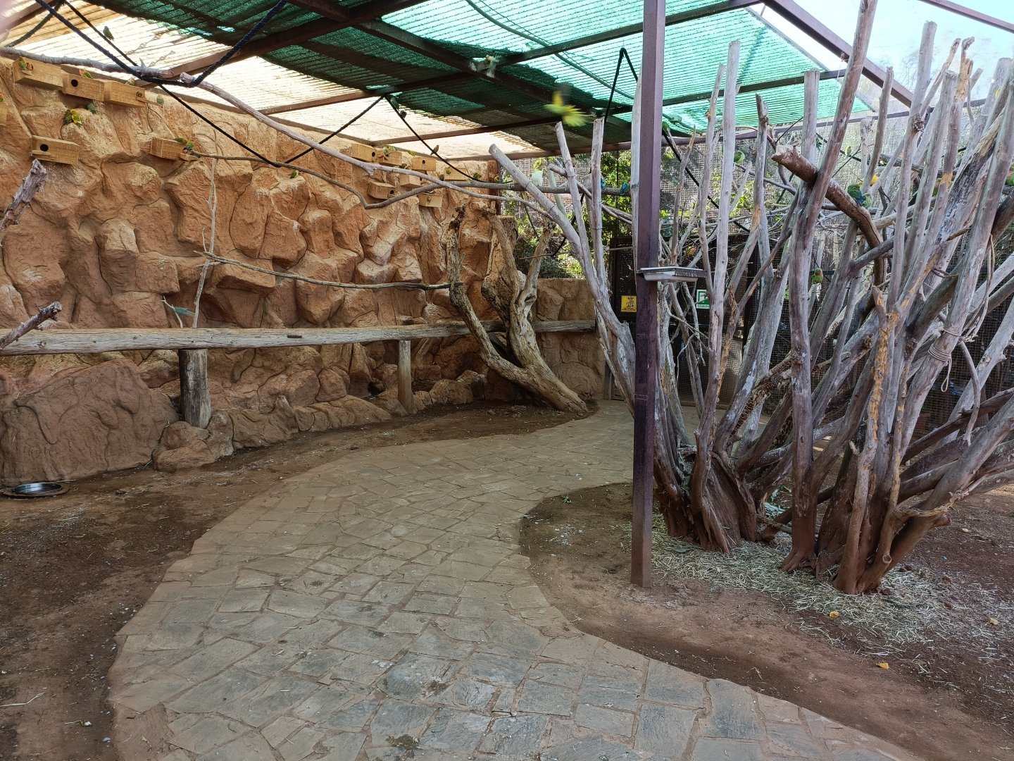 Cockatiel and Rosy-faced lovebird exhibit