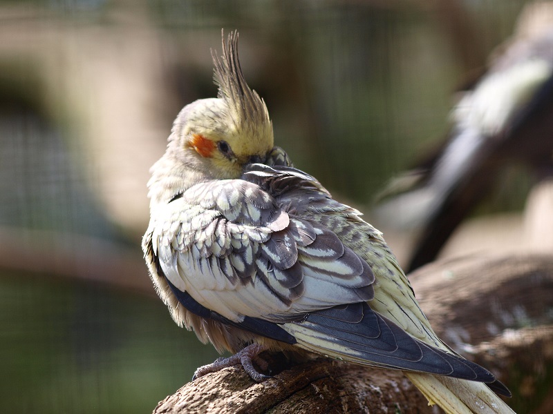 Cockatiel (April 19th, 2015)