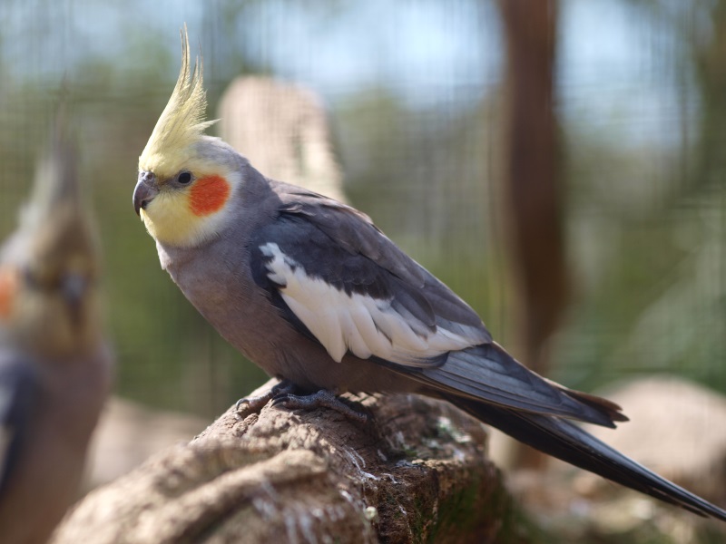 Cockatiel (April 19th, 2015)