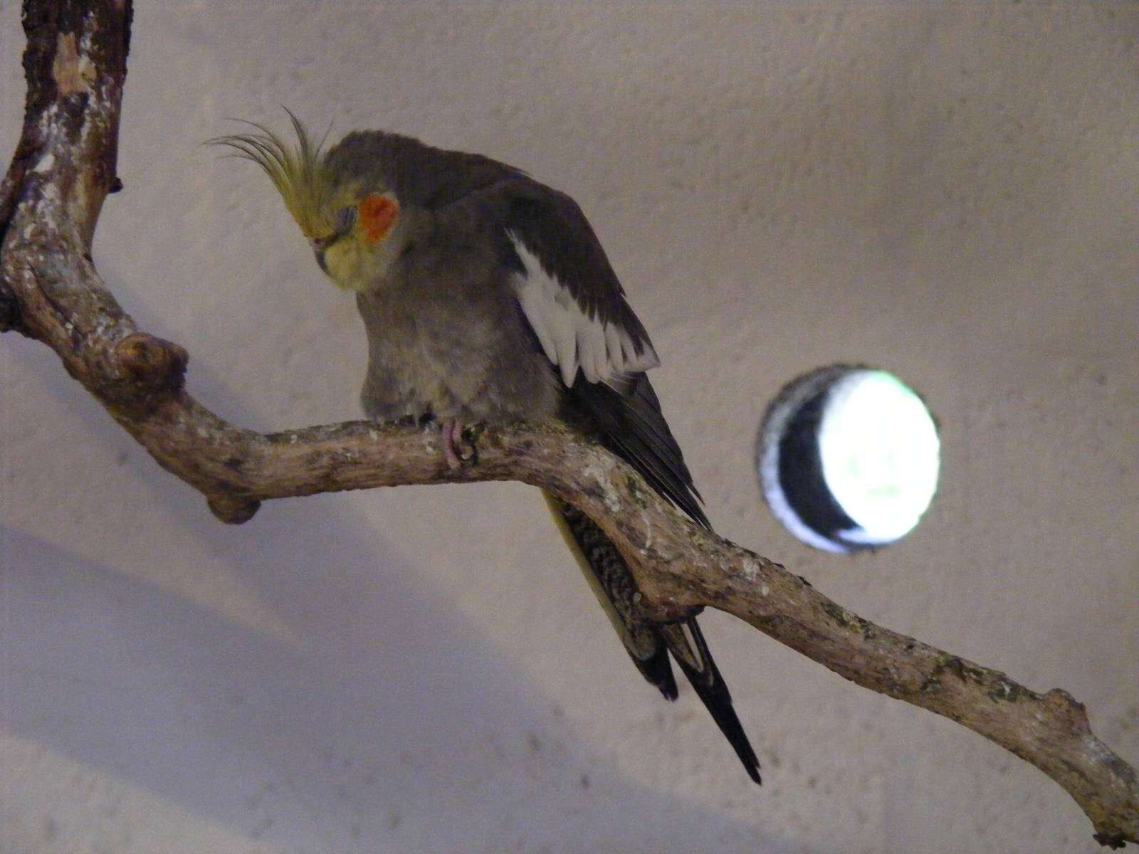 Cockatiel at Auchingarrich Wildlife Centre, 20 May 2010