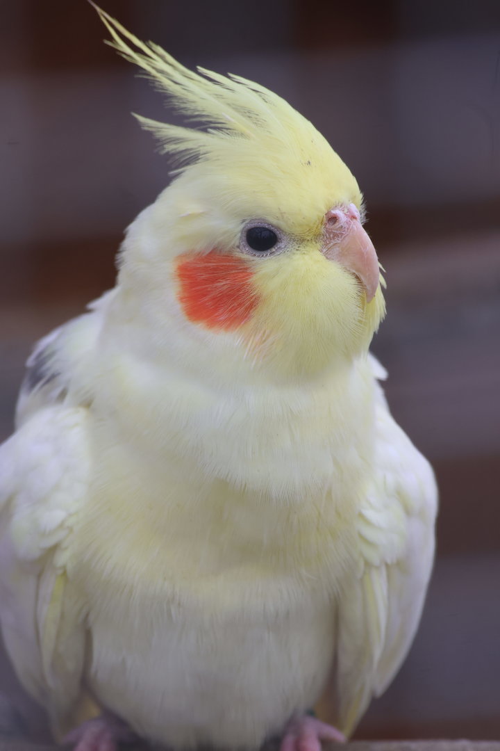 Cockatiel at Wildway Wildlife