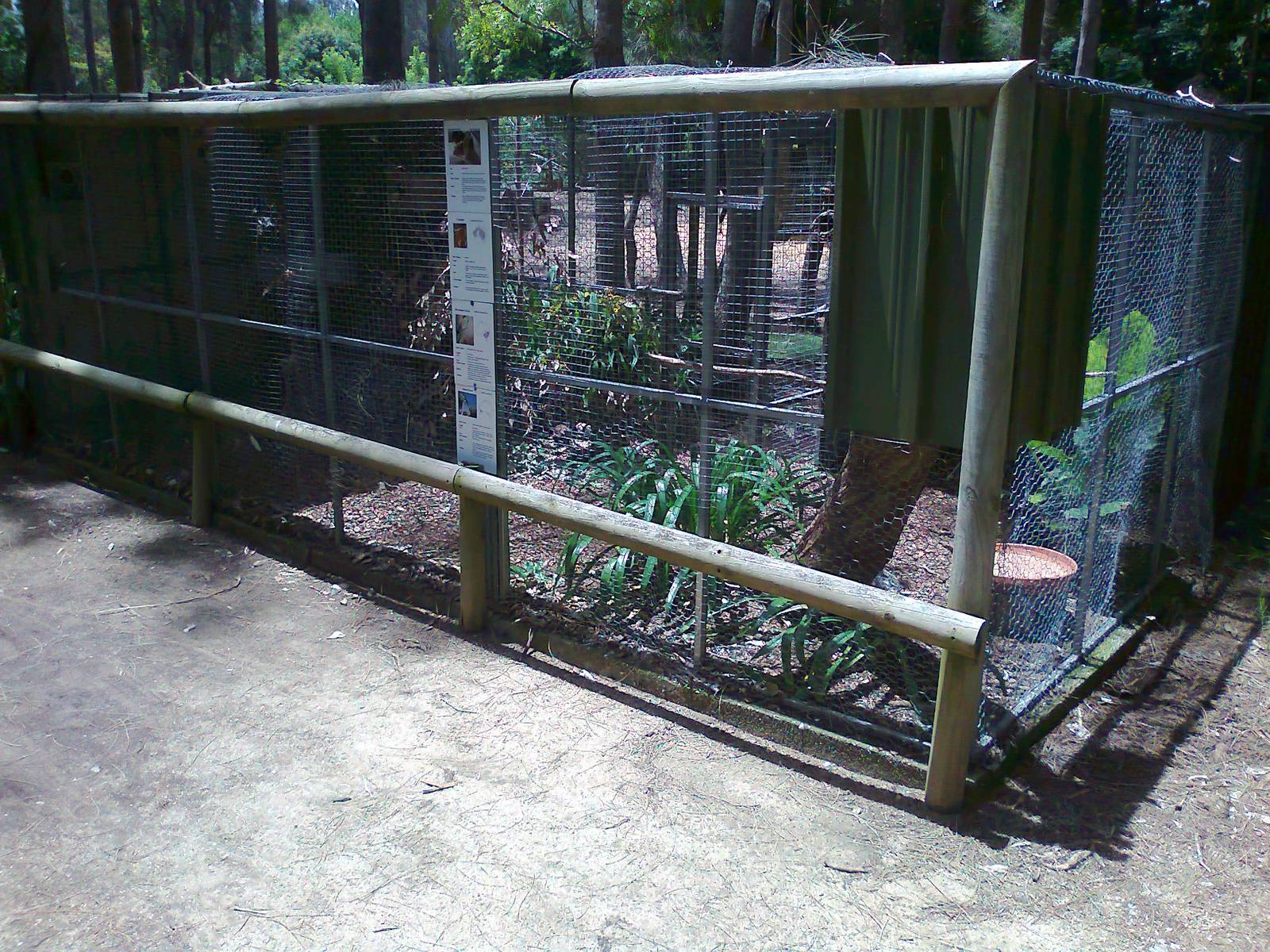 Cockatiel aviary