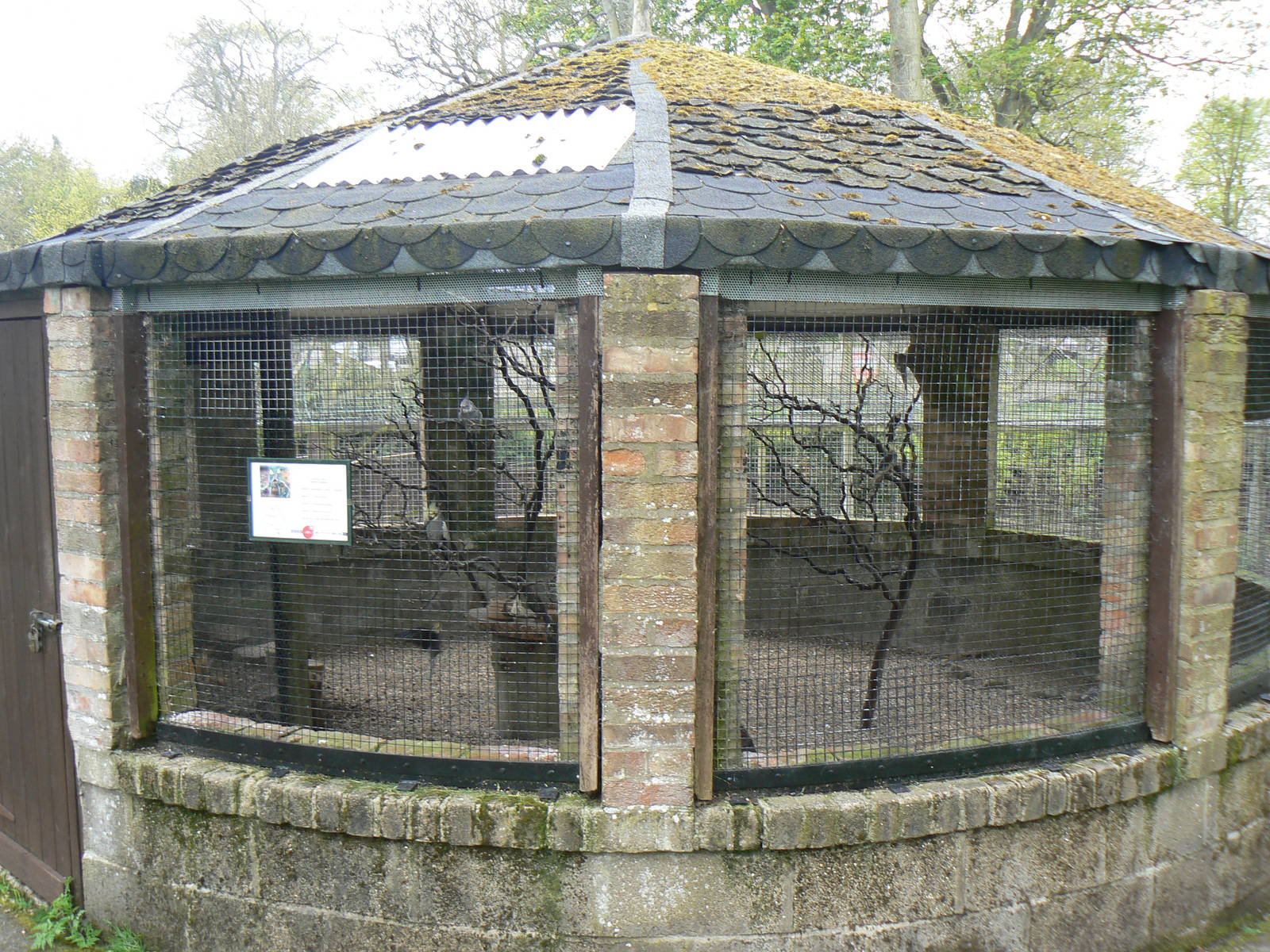 Cockatiel Aviary