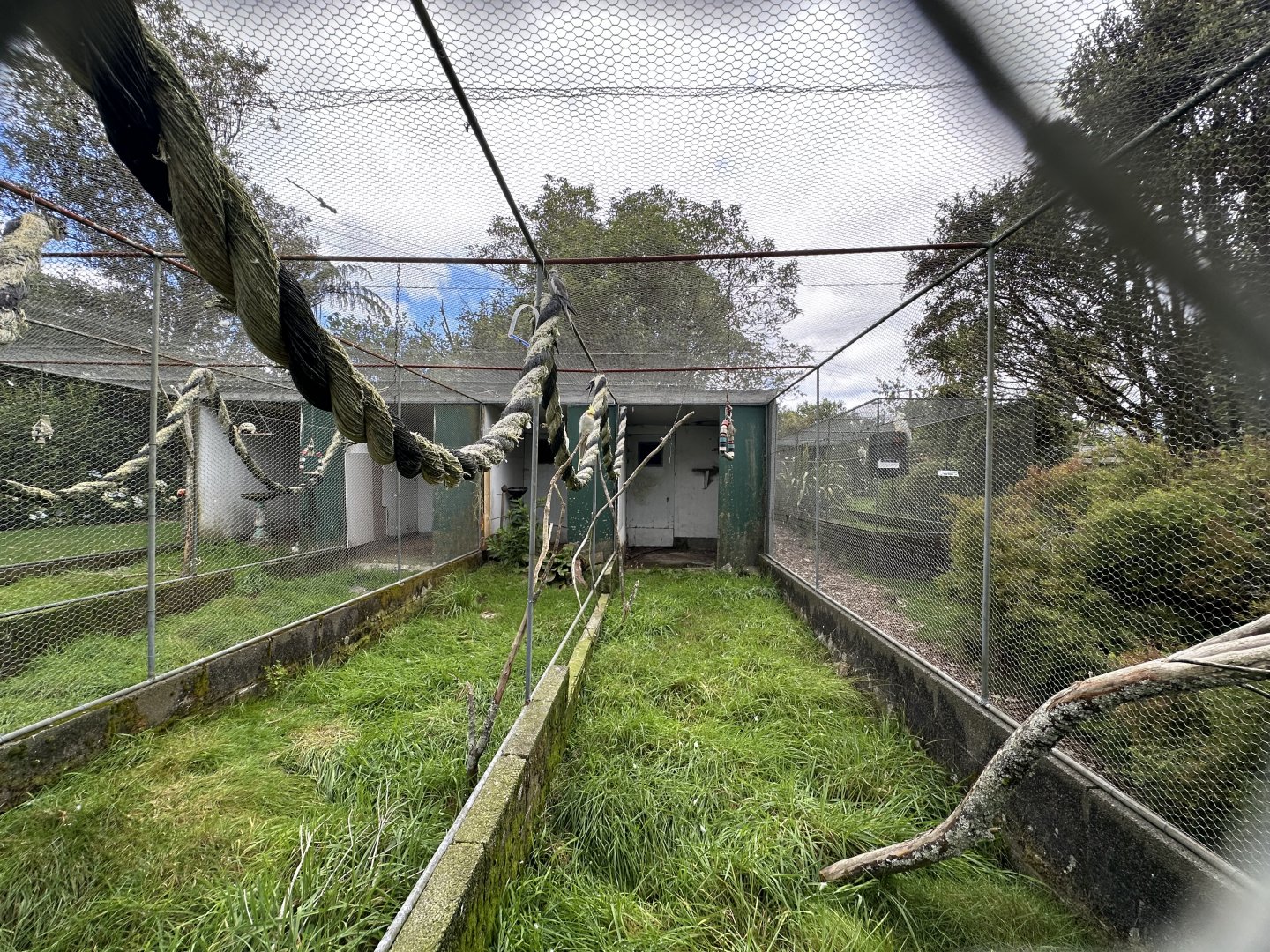 Cockatiel Aviary