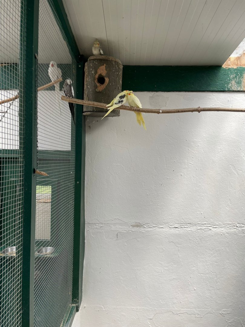 Cockatiel  Breedingform Aviary