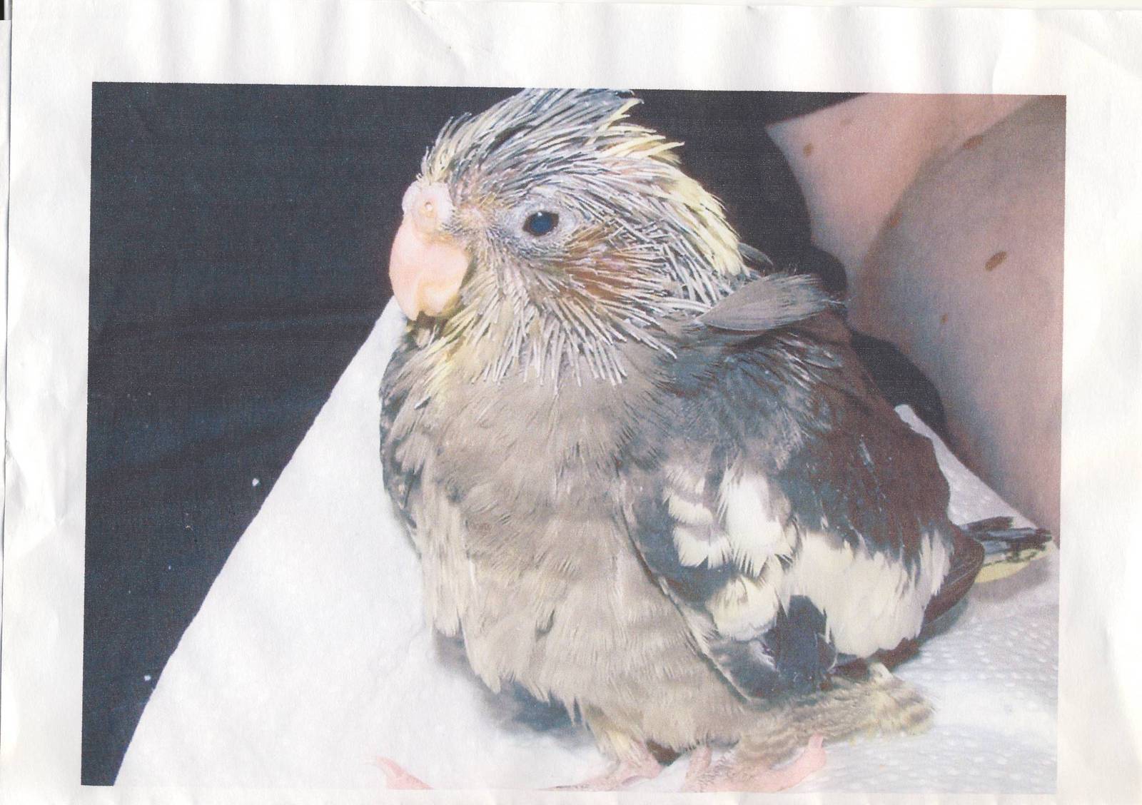 Cockatiel chick Spetember 2007