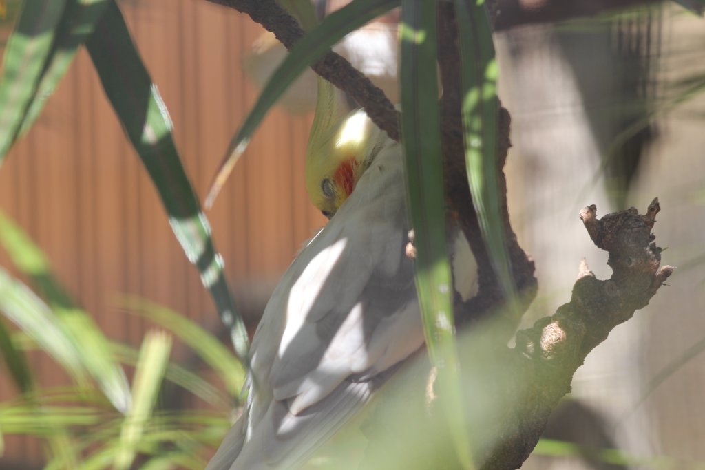 Cockatiel (cinnamon)
