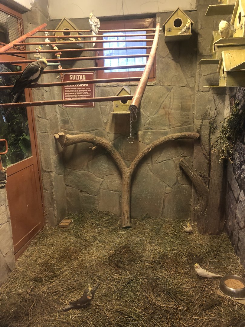 Cockatiel Enclosure at the Ankara Domestic Animals Park