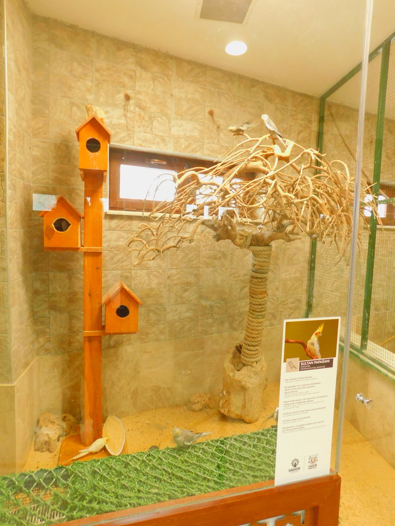 Cockatiel Enclosure at the Karatay Zoo