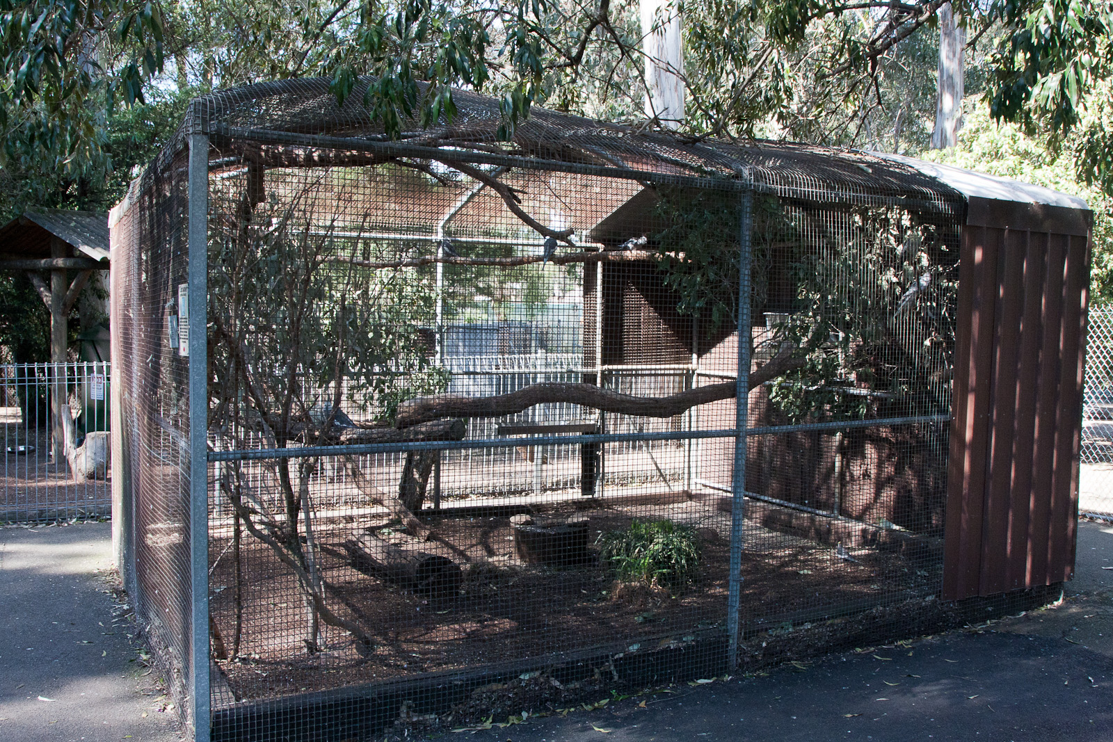 Cockatiel enclosure, Sept 2011