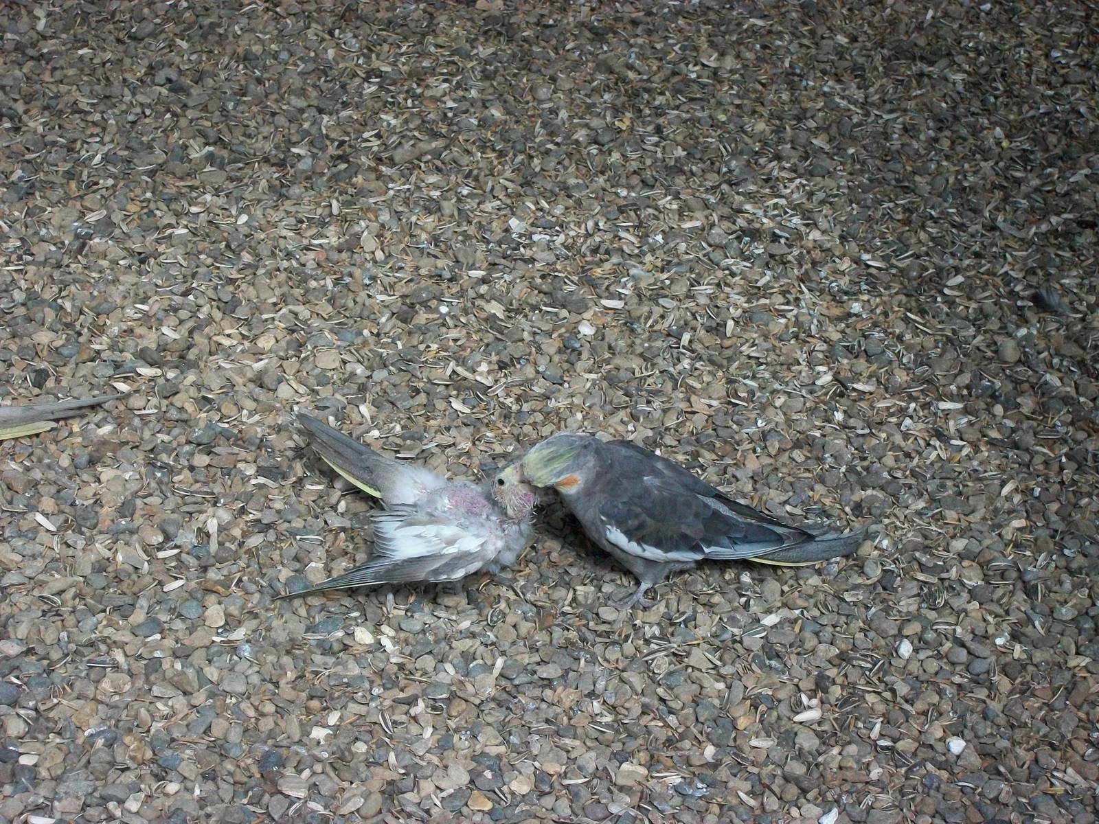 Cockatiel feeding chick, 31st May 2014