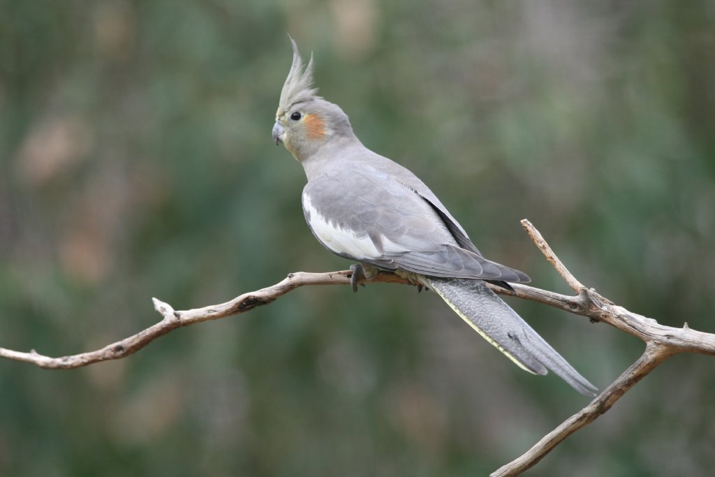 Cockatiel female