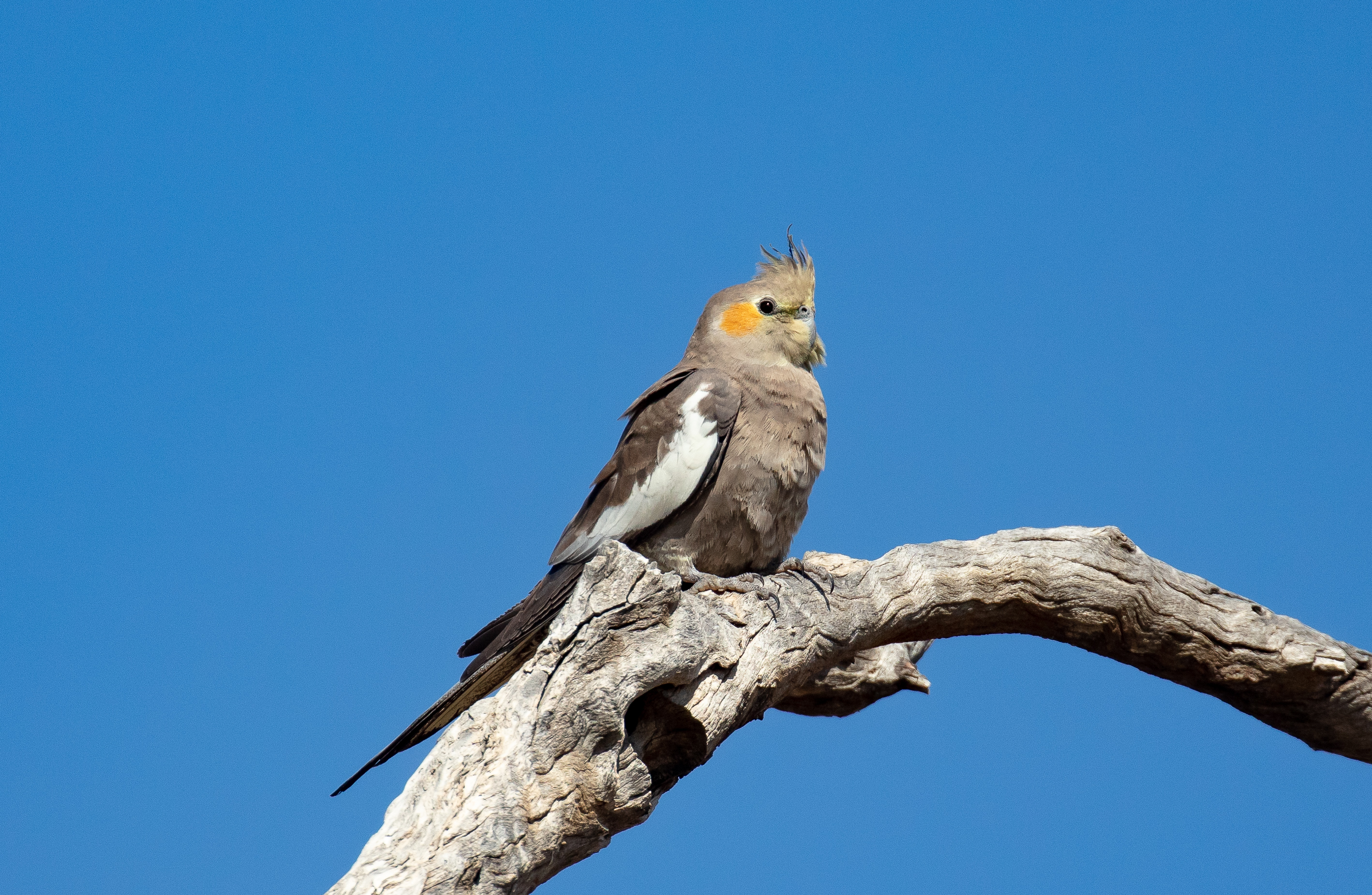 Cockatiel female