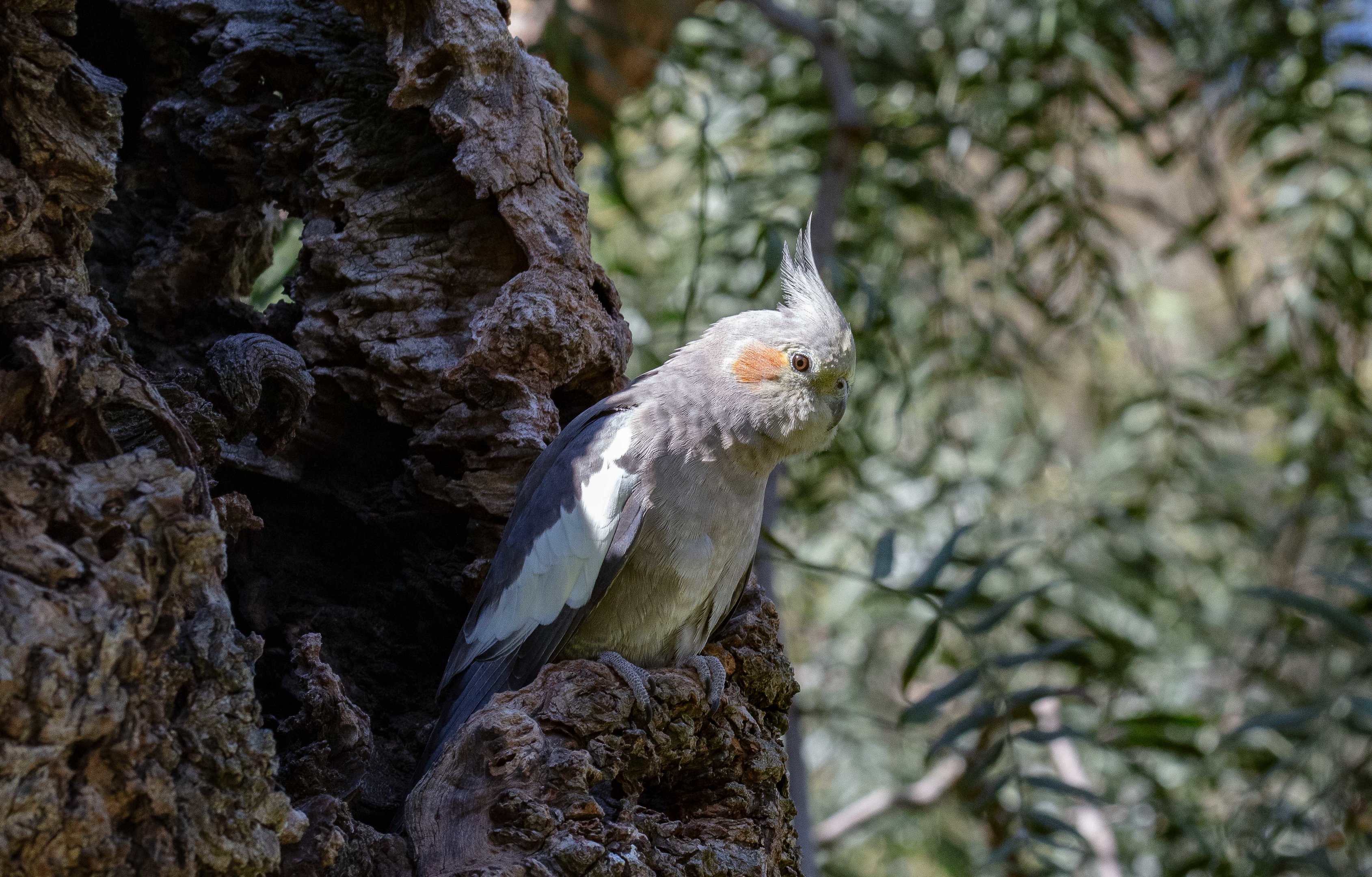 Cockatiel female