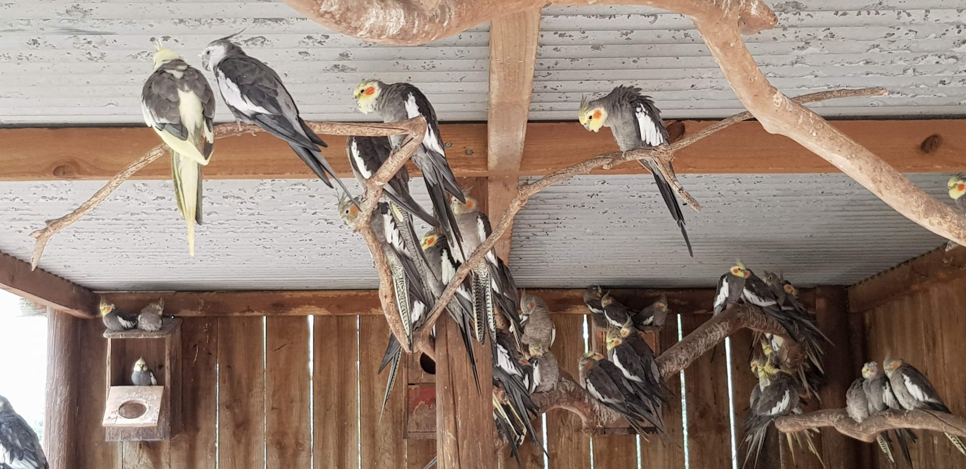 Cockatiel flock