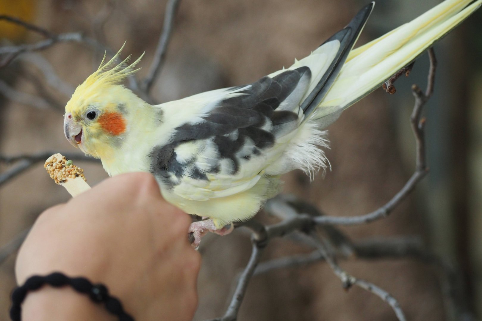 Cockatiel getting fed