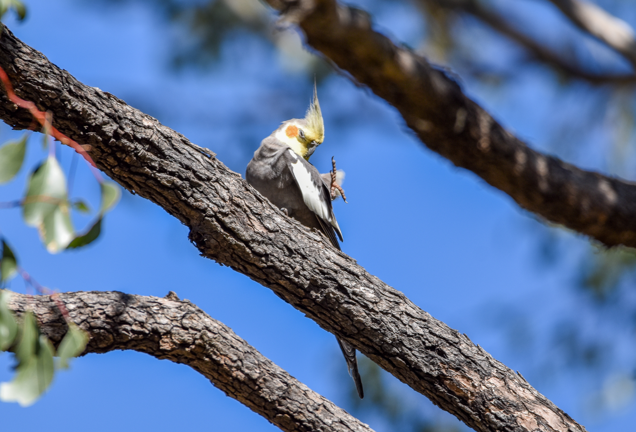 Cockatiel having a scratch