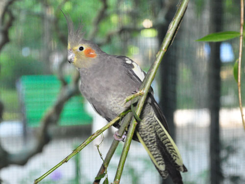 Cockatiel in Kishinev Zoo