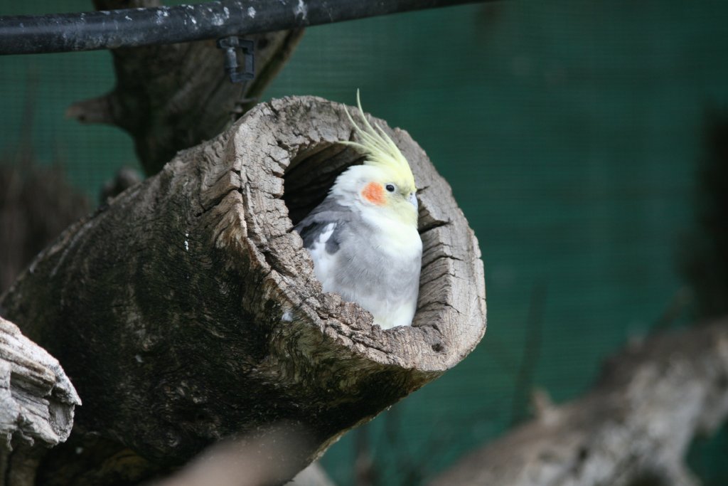 Cockatiel in log