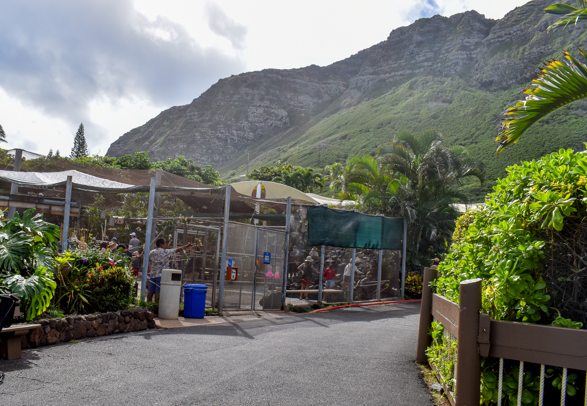 Cockatiel/Lovebird aviary