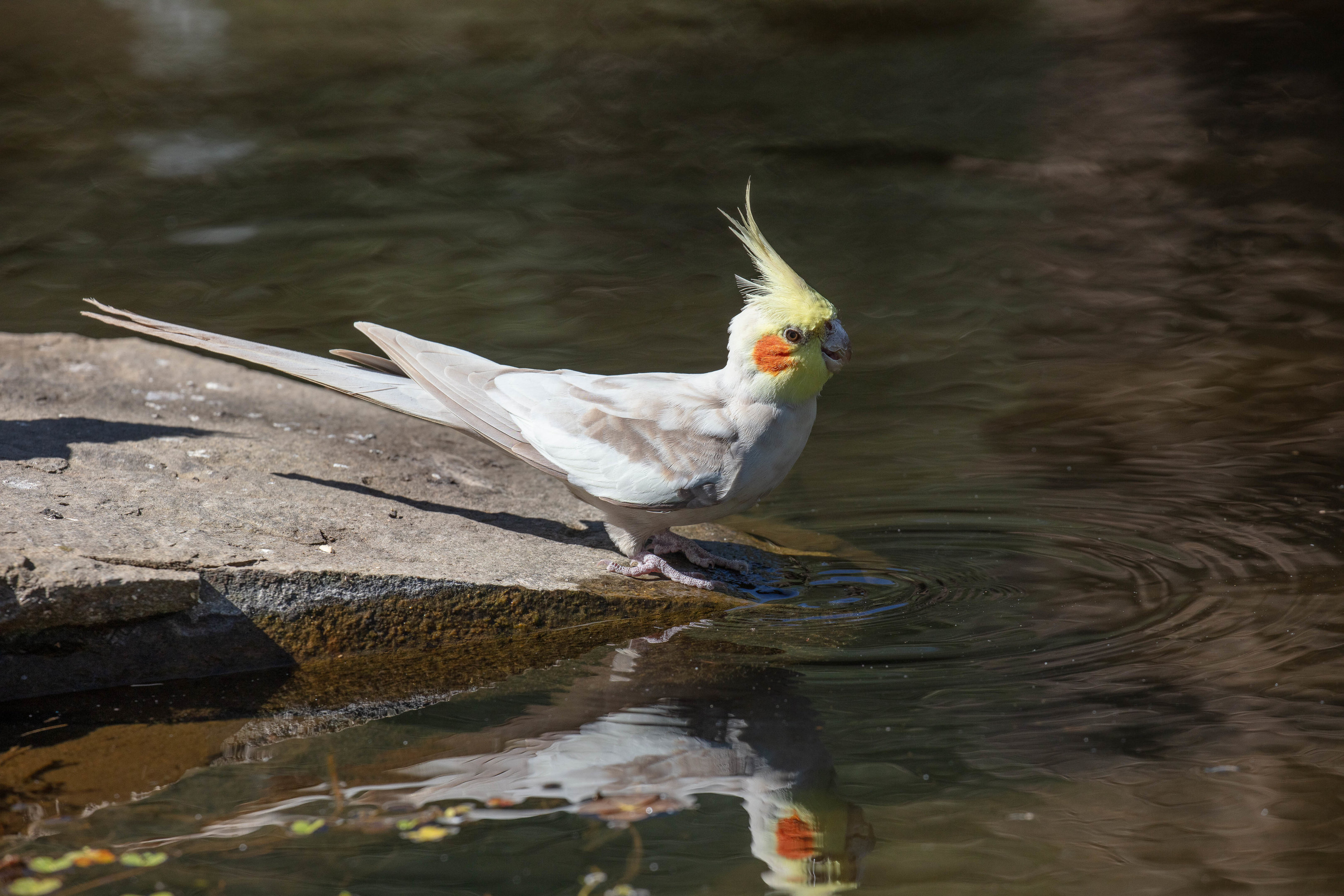 Cockatiel male