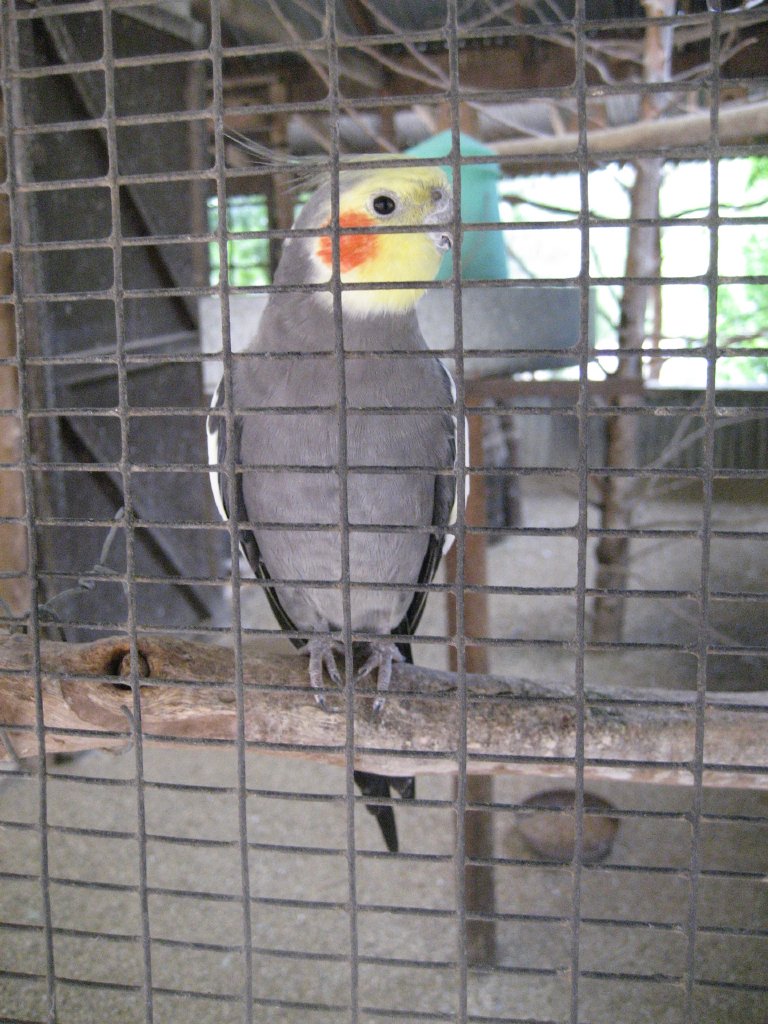 Cockatiel male