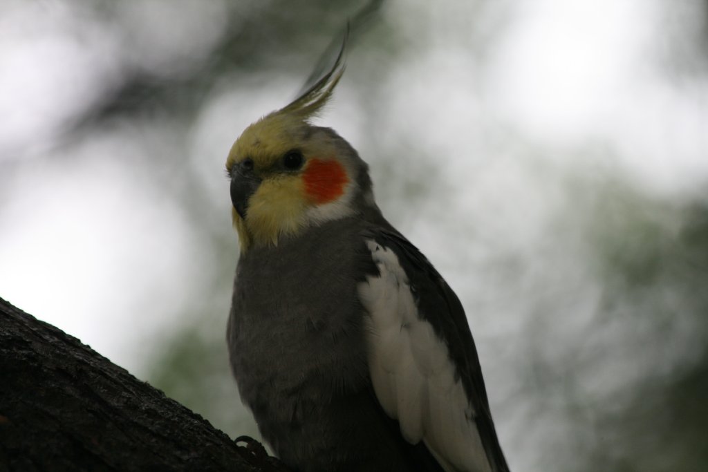 Cockatiel male