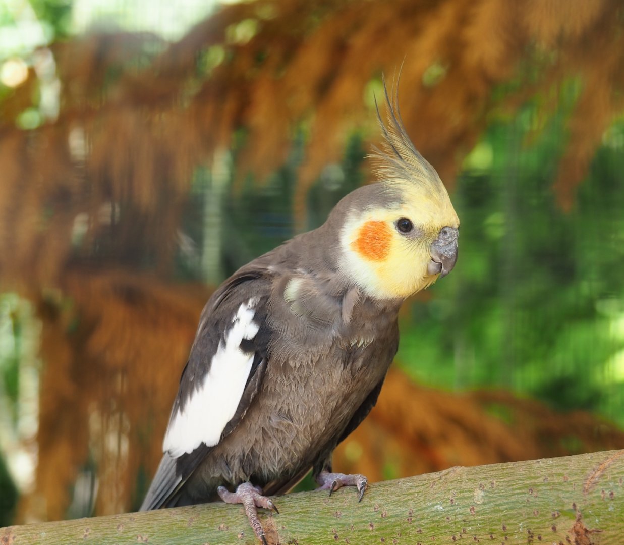Cockatiel (Nymphicus hollandicus), 2019-06-01