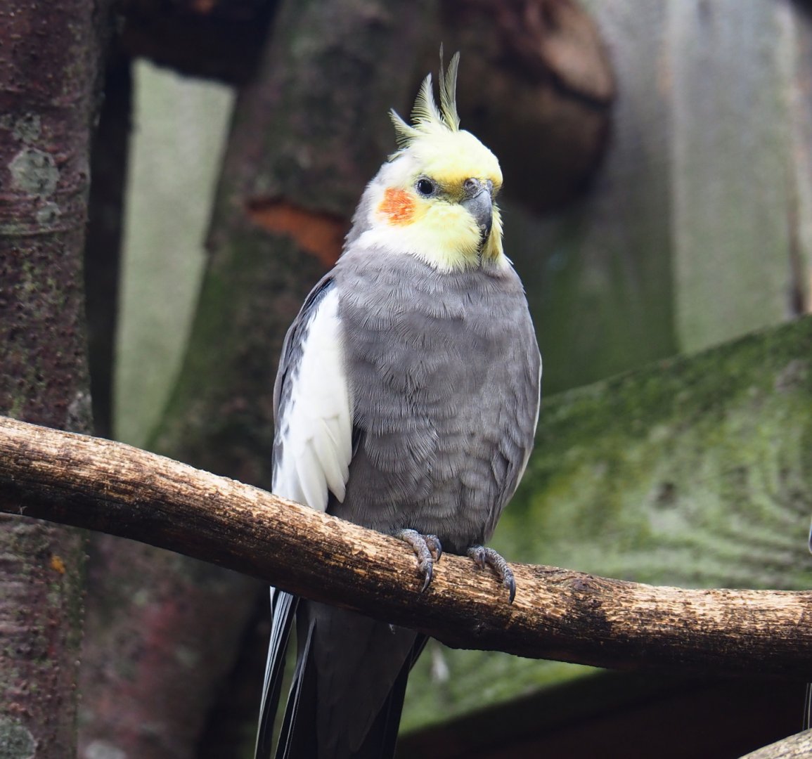 Cockatiel (Nymphicus hollandicus), 2019-07-21