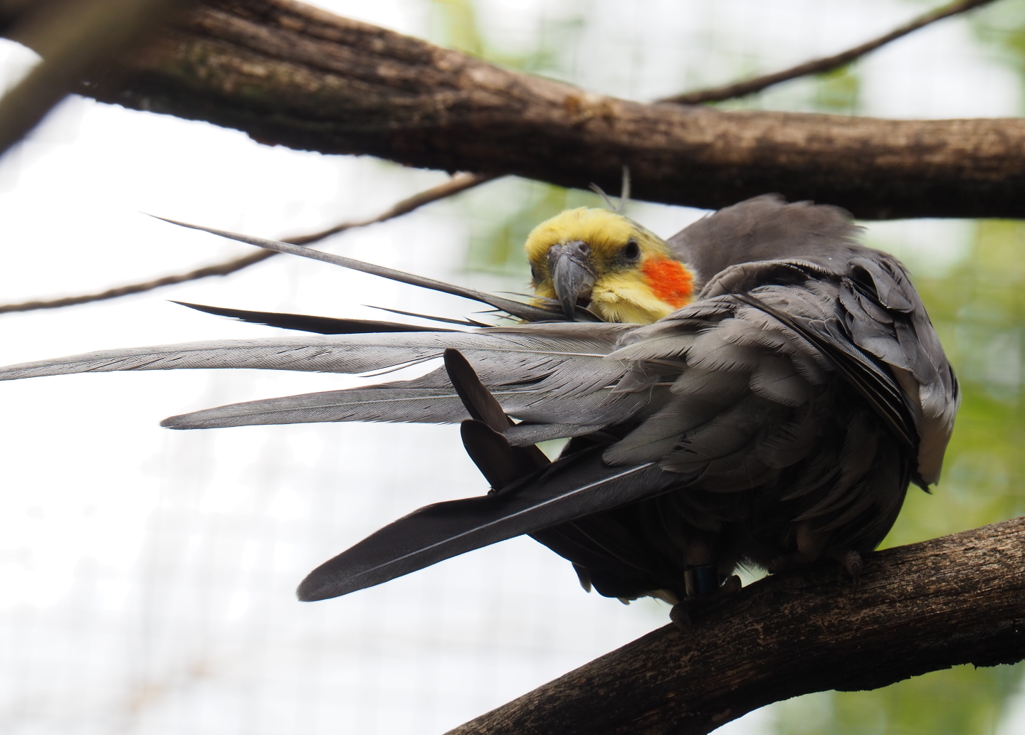 Cockatiel (Nymphicus hollandicus), 2019-07-21